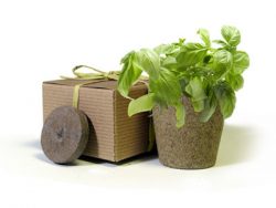 Favor Creative Herb Jr in a Box Kit, Basil - Eco Friendly Party Favors