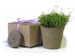 Favor Creative Herb Jr in a Box Kit, Chives - Eco Friendly Party Favors