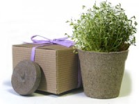 Favor Creative Herb Jr in a Box Kit, Thyme - Eco Friendly Party Favors