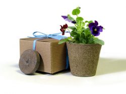 Favor Creative Herb Jr in a Box Kit, Viola - Eco Friendly Party Favors