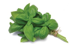 growing-basil-2