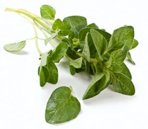 growing-oregano-2