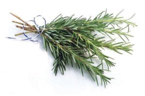 growing-rosemary-2