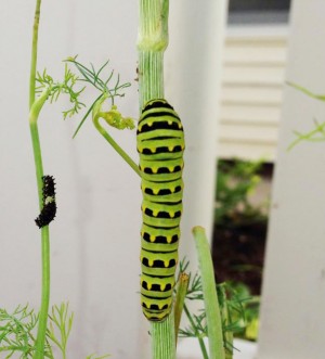 Calvin The Caterpillar loves eco-friendly party favors from Favor Creative!