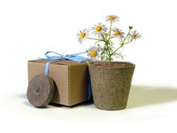 Favor Creative Herb Jr in a Box Kit, Chamomile - Eco Friendly Party Favors