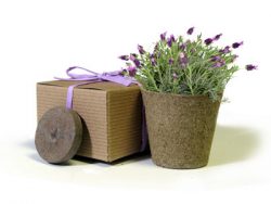 Favor Creative Herb Jr in a Box Kit, Lavender - Eco Friendly Party Favors