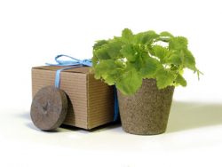 Favor Creative Herb Jr in a Box Kit, Mint - Eco Friendly Party Favors