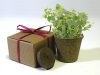Favor Creative Herb Jr in a Box Kit, Oregano - Eco Friendly Party Favors