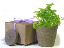 Favor Creative Herb Jr in a Box Kit, Parsley - Eco Friendly Party Favors