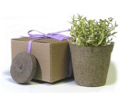 Favor Creative Herb Jr in a Box Kit, Rosemary - Eco Friendly Party Favors